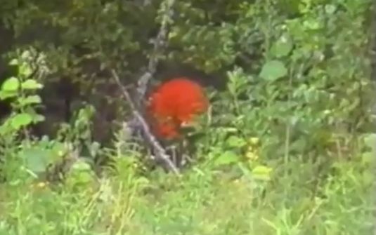 НЛО - видео очевидцев